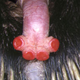 Image for article titled 10 Things You Probably Didn't Know About Sex in the Animal Kingdom